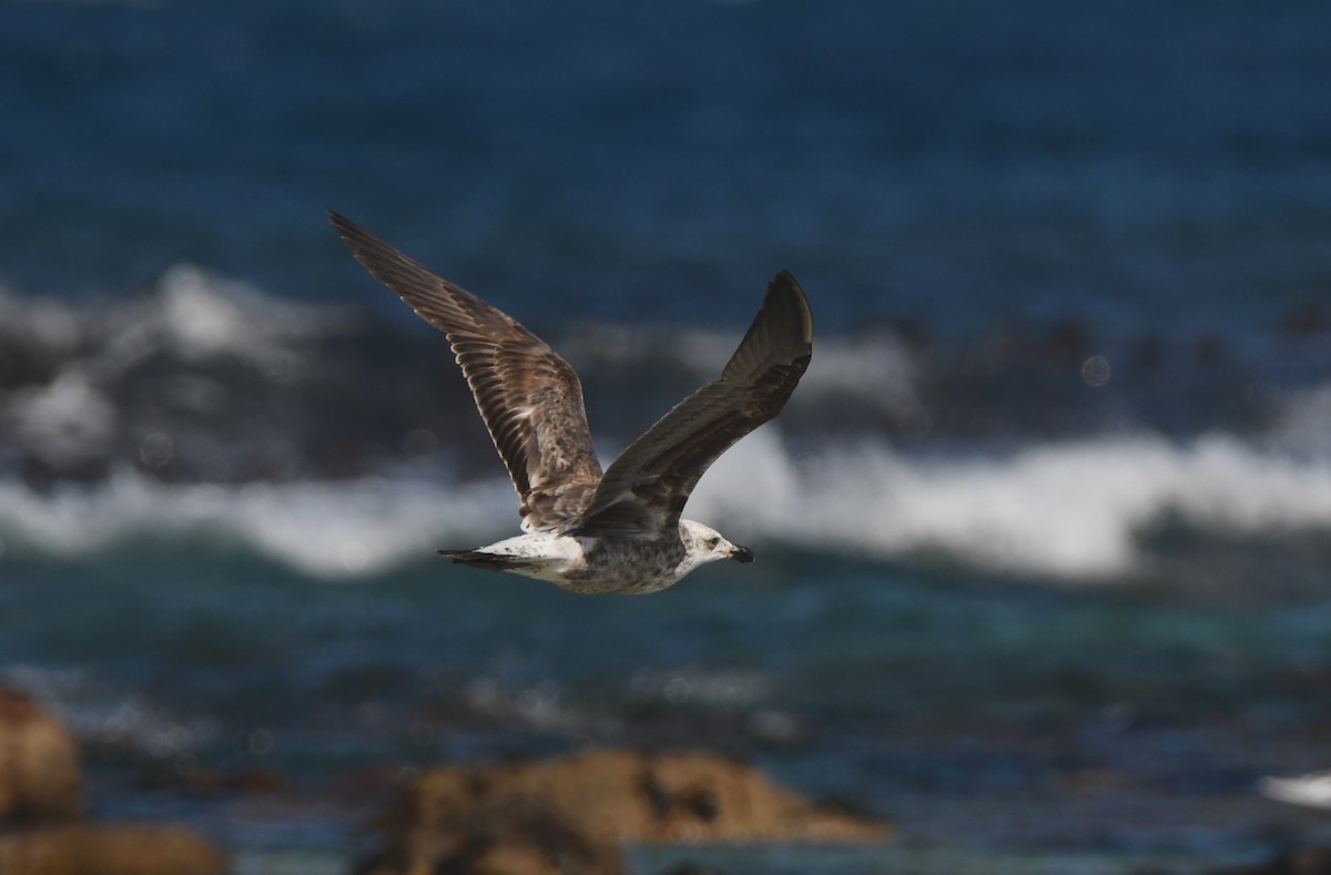 Kelp Gull (vetula) - ML642978118