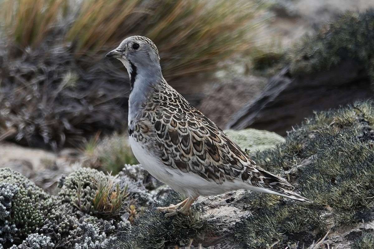 Least Seedsnipe - ML642978153