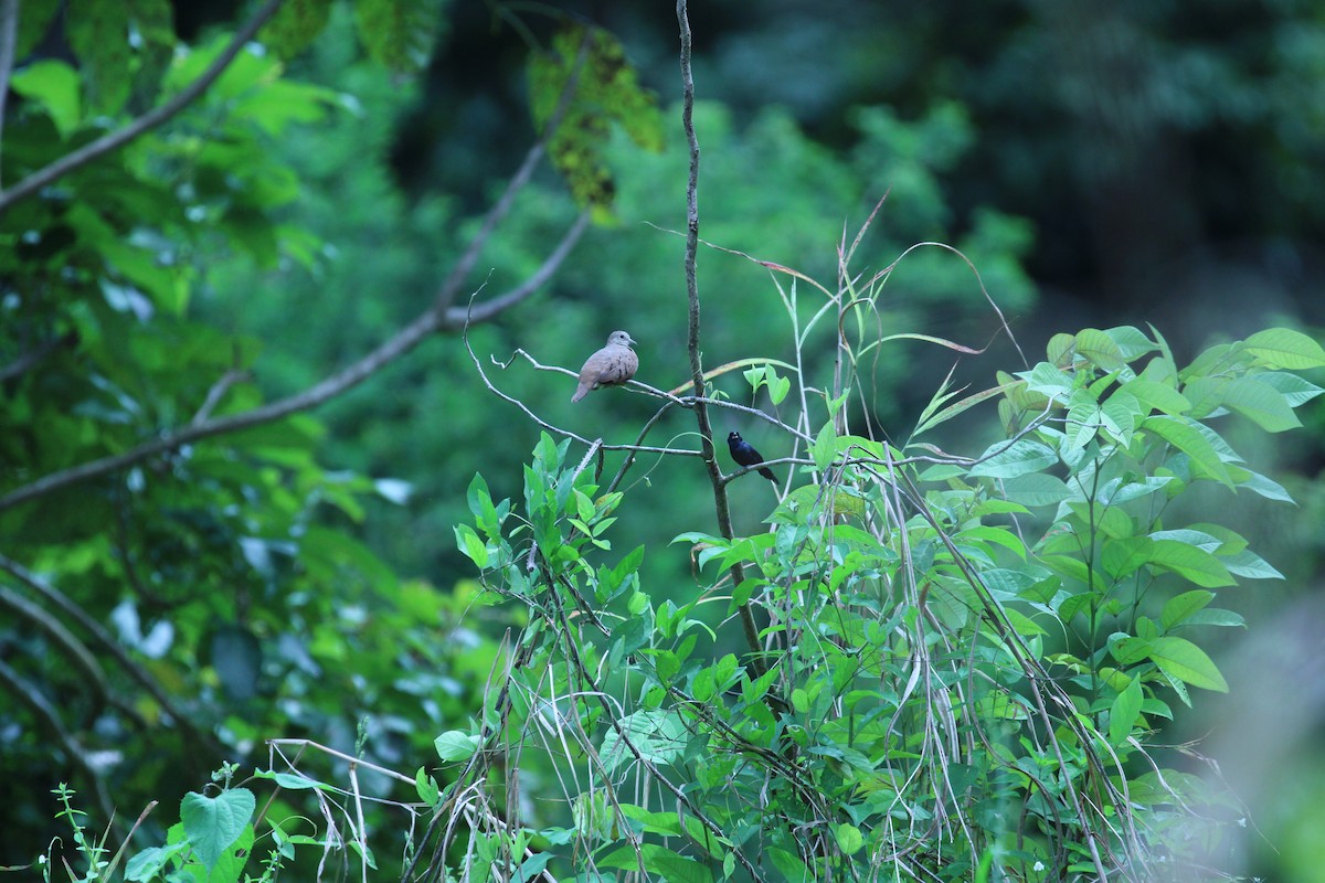Blue-black Grassquit - ML642978171