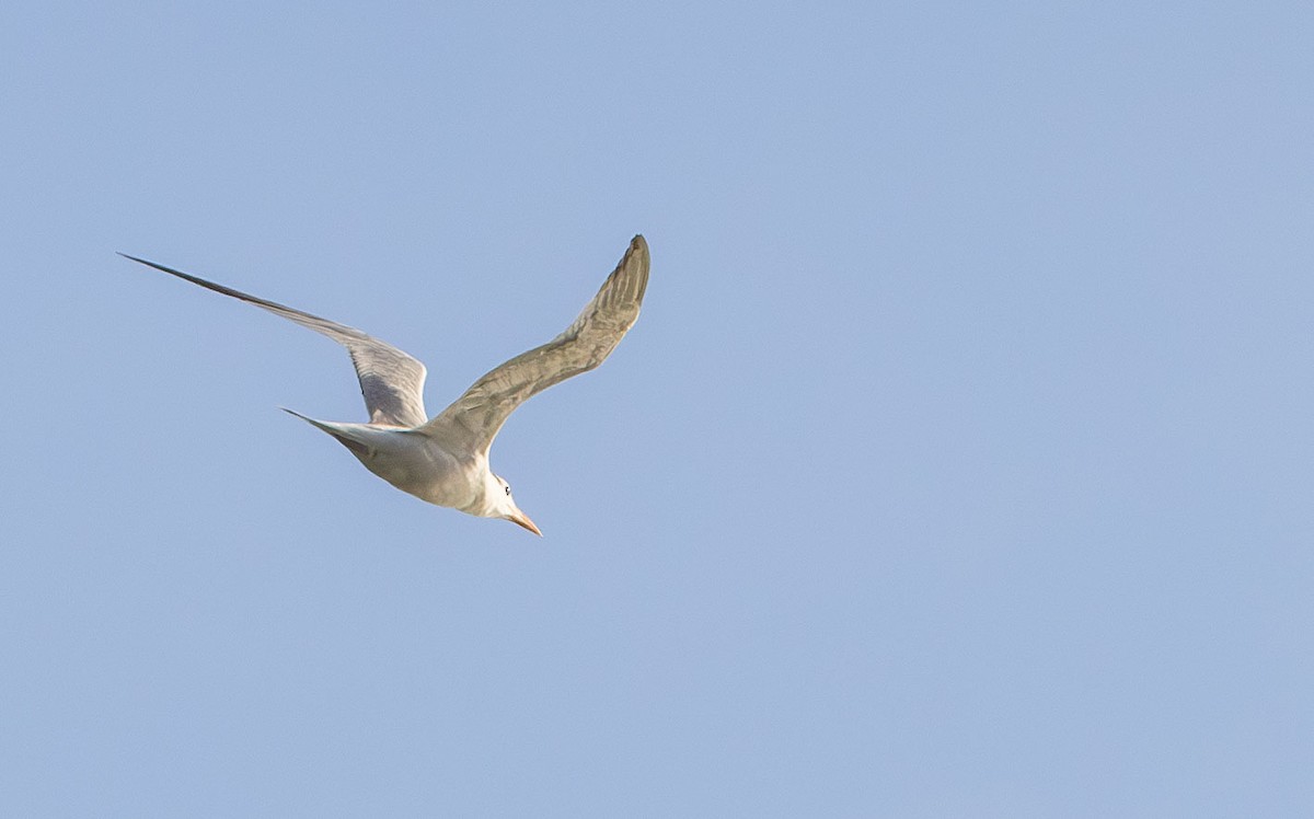 Royal Tern - ML642978177