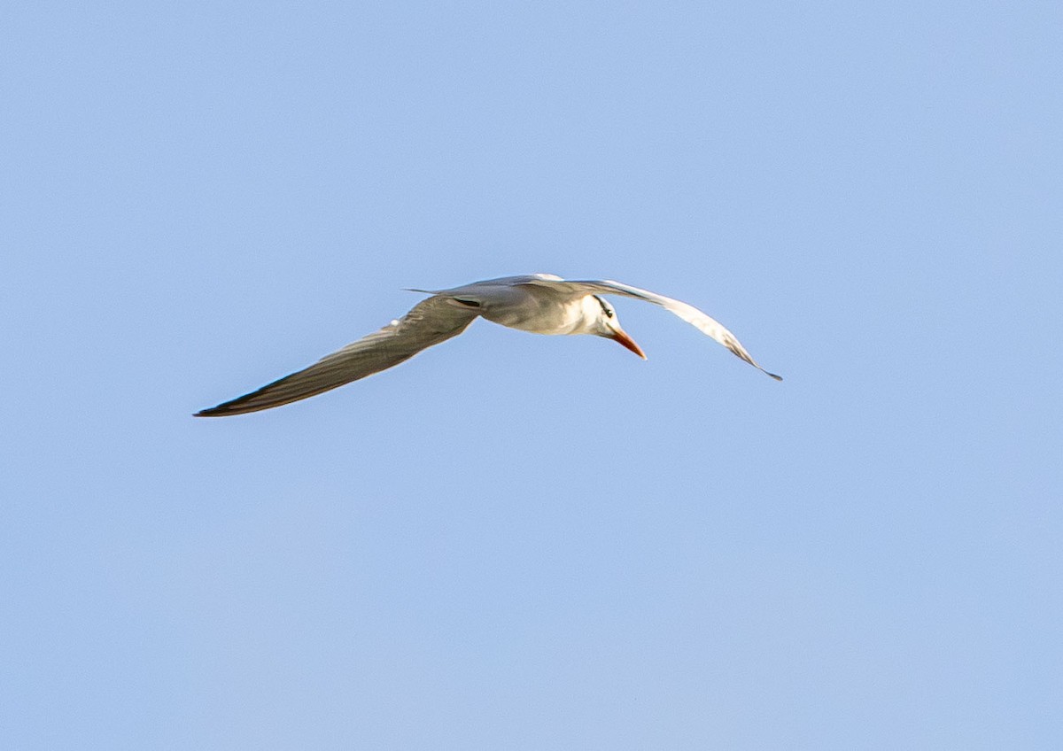 Royal Tern - ML642978178
