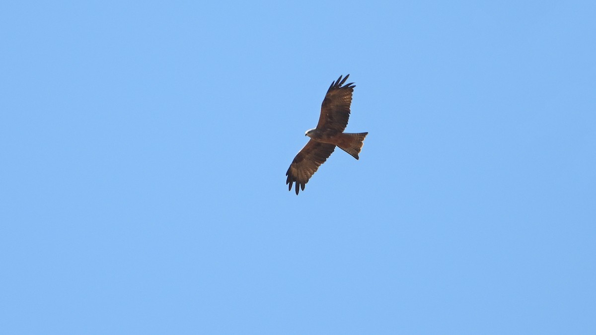 Black Kite - ML642978182
