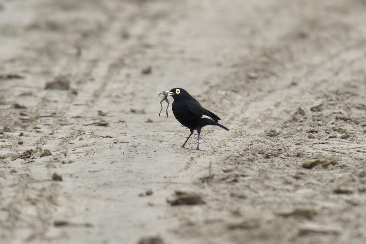 メガネタイランチョウ - ML642978183