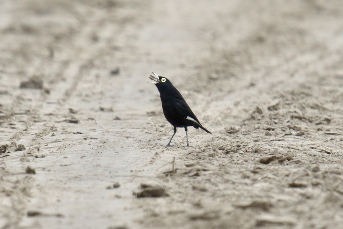 メガネタイランチョウ - ML642978185