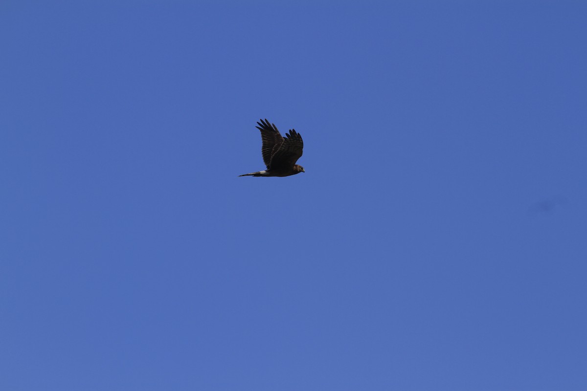 Northern Harrier - ML642978190