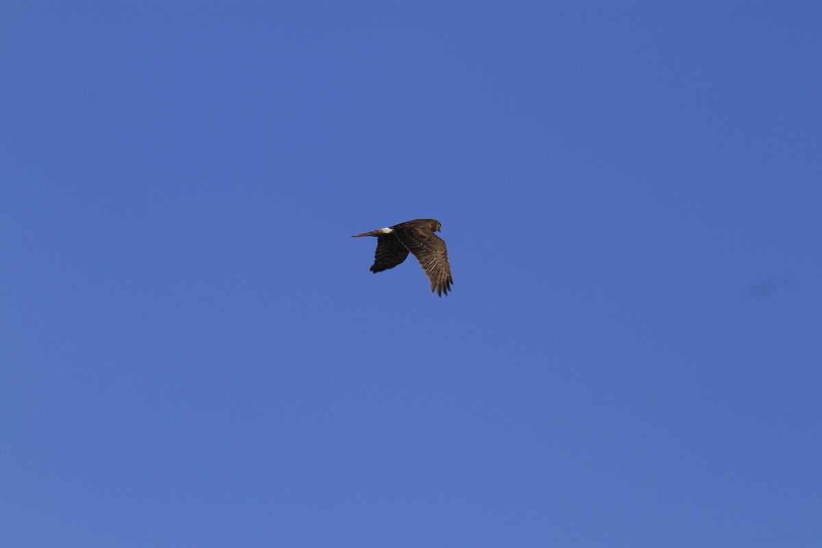 Northern Harrier - ML642978191
