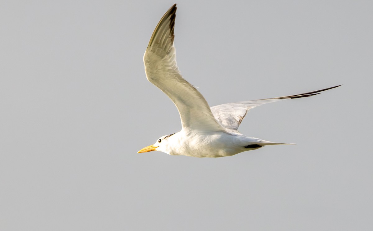 Royal Tern - ML642978193