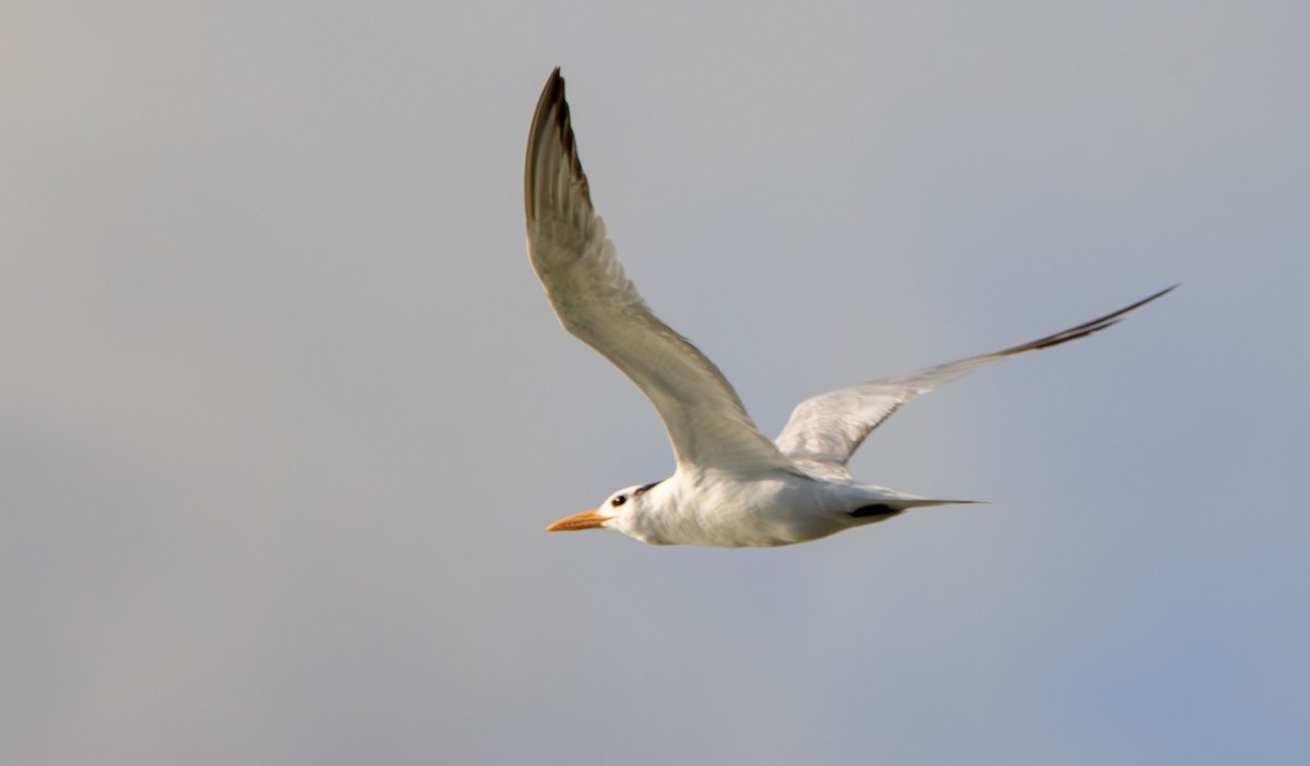 Royal Tern - ML642978194