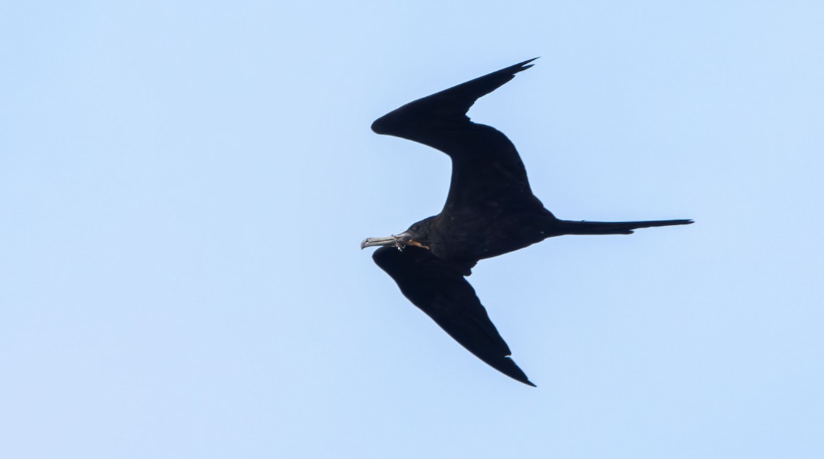 Magnificent Frigatebird - ML642978209