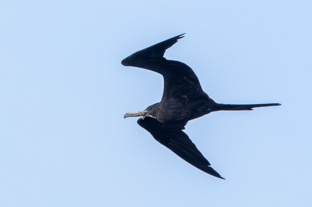Magnificent Frigatebird - ML642978210