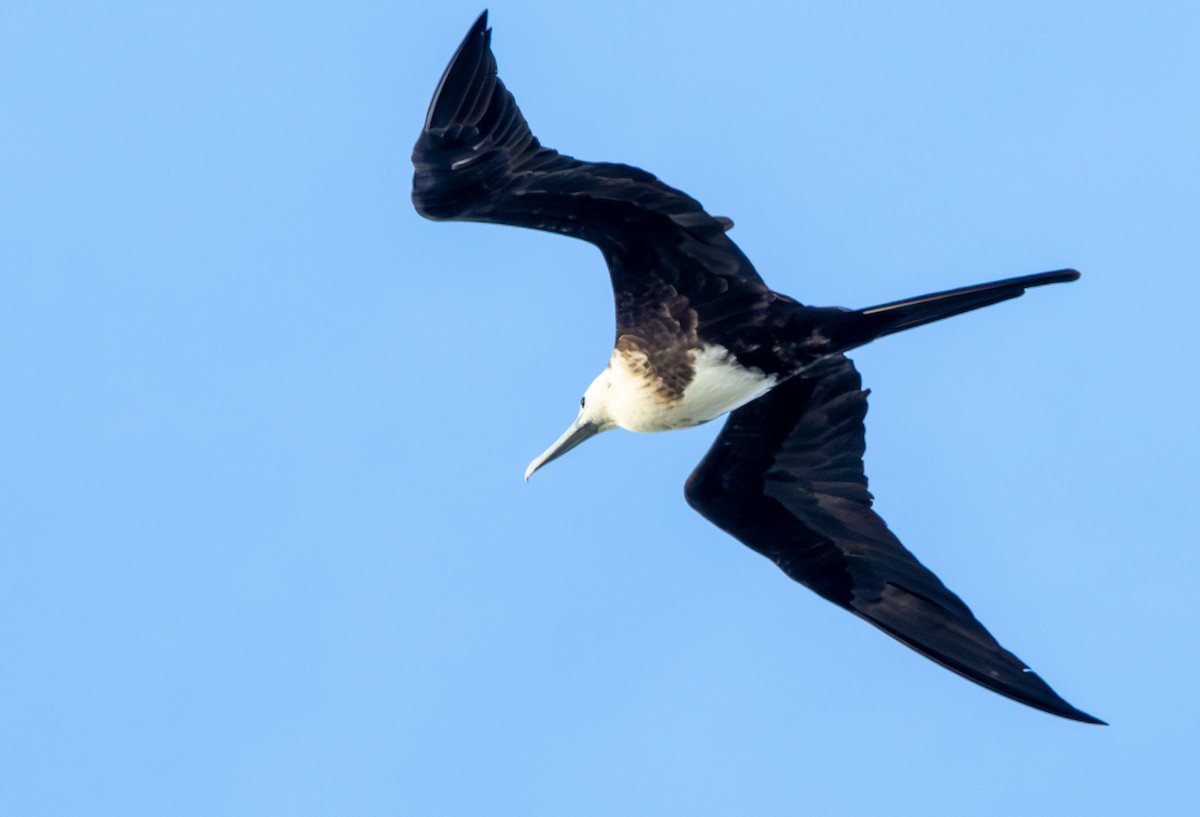 Magnificent Frigatebird - ML642978211