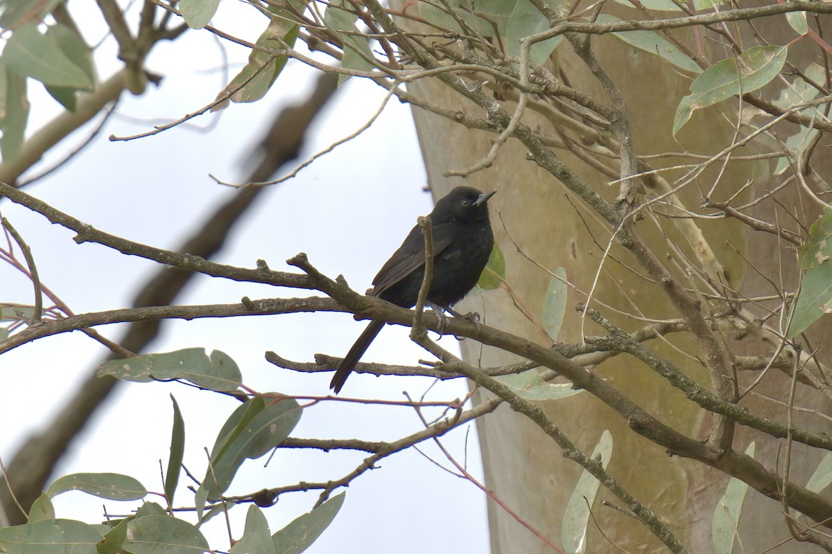 カワリムクドリモドキ - ML642978214