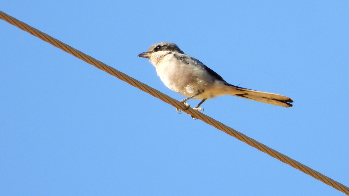 Iberian Gray Shrike - ML642978215