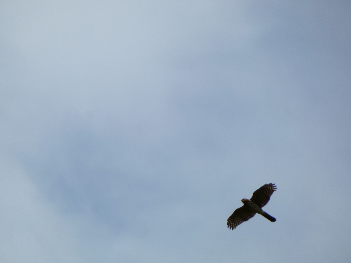 Cooper's Hawk - ML642978218