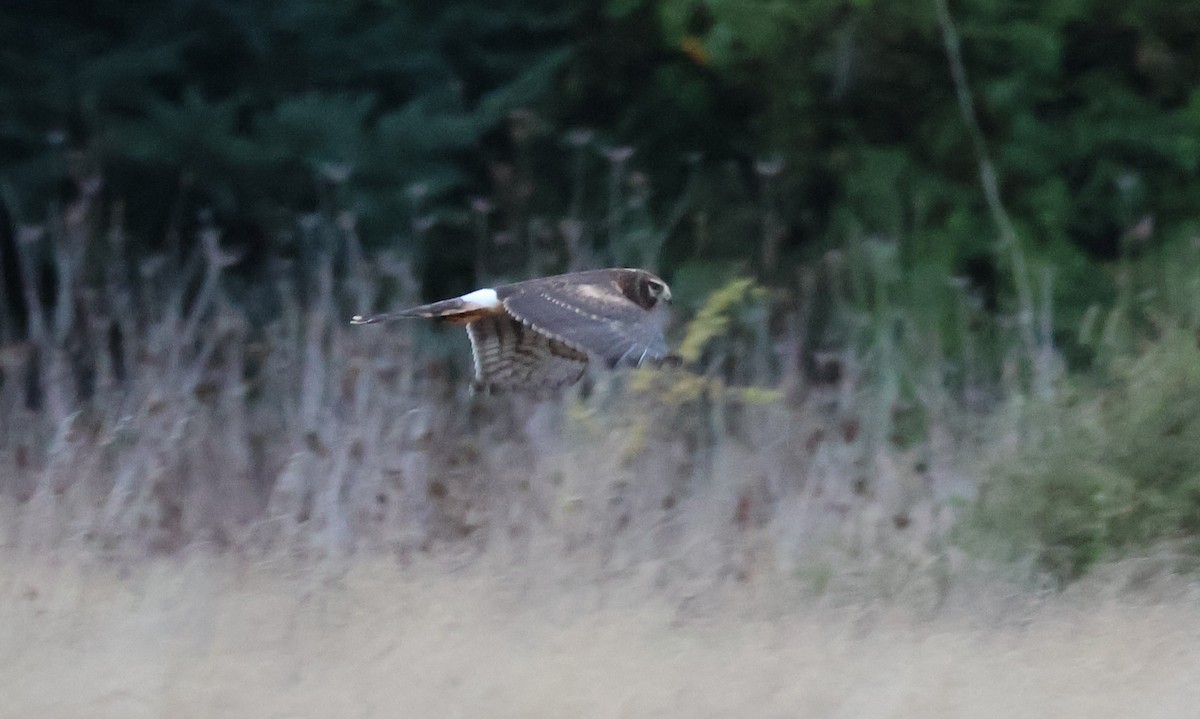 Northern Harrier - ML642978219