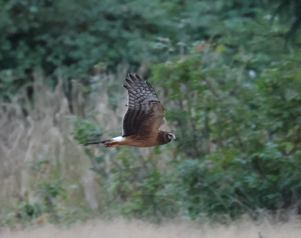 Northern Harrier - ML642978220