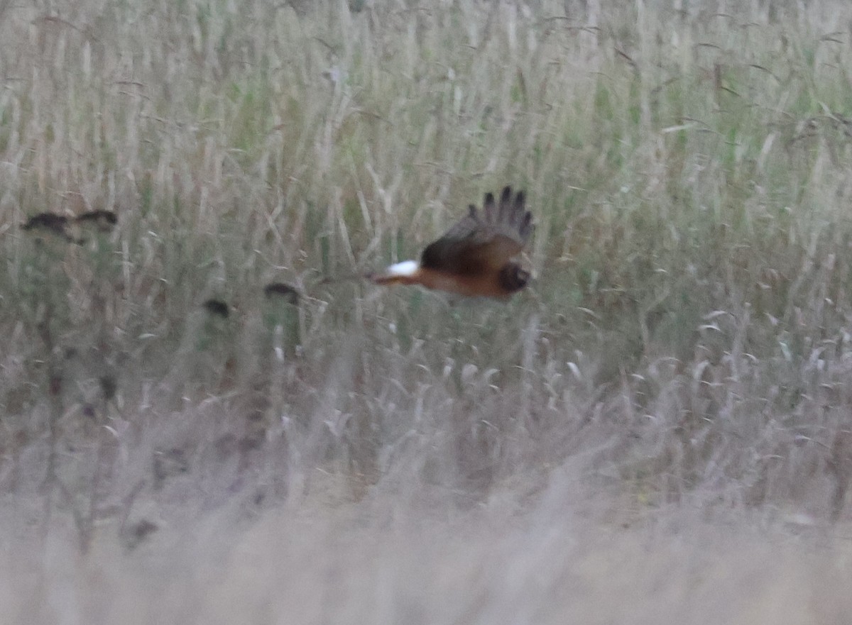 Northern Harrier - ML642978221