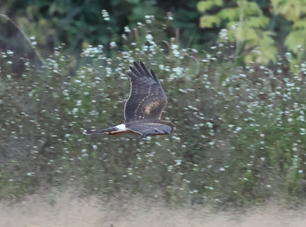 Northern Harrier - ML642978222