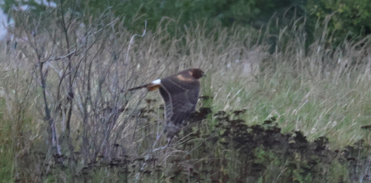 Northern Harrier - ML642978223