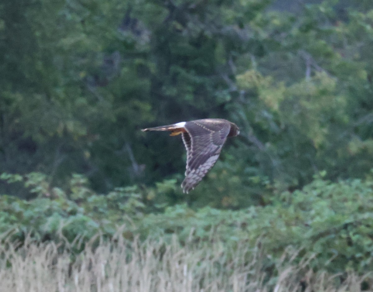 Northern Harrier - ML642978224
