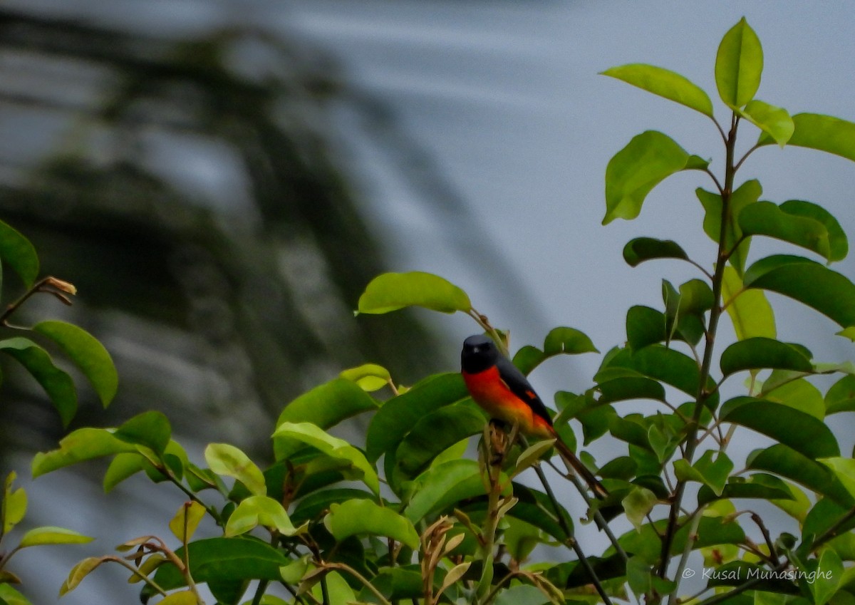 Small Minivet - ML642978228