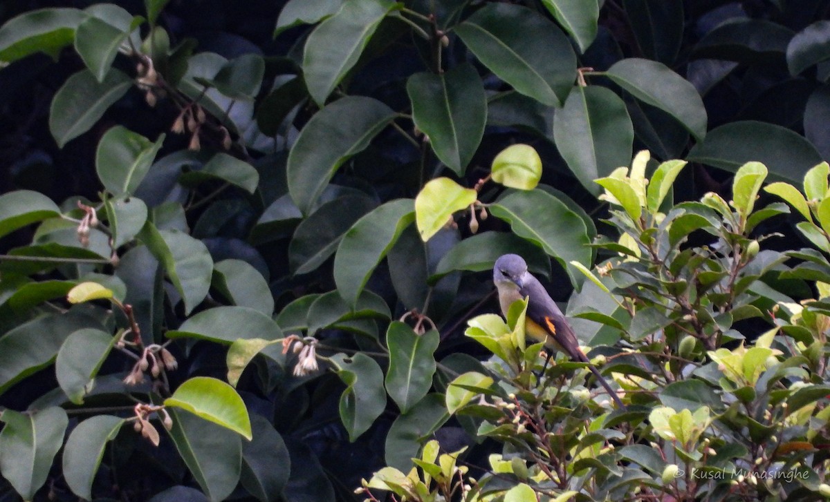 Small Minivet - ML642978229