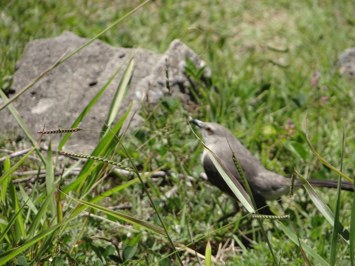 Tropical Mockingbird - ML642978244