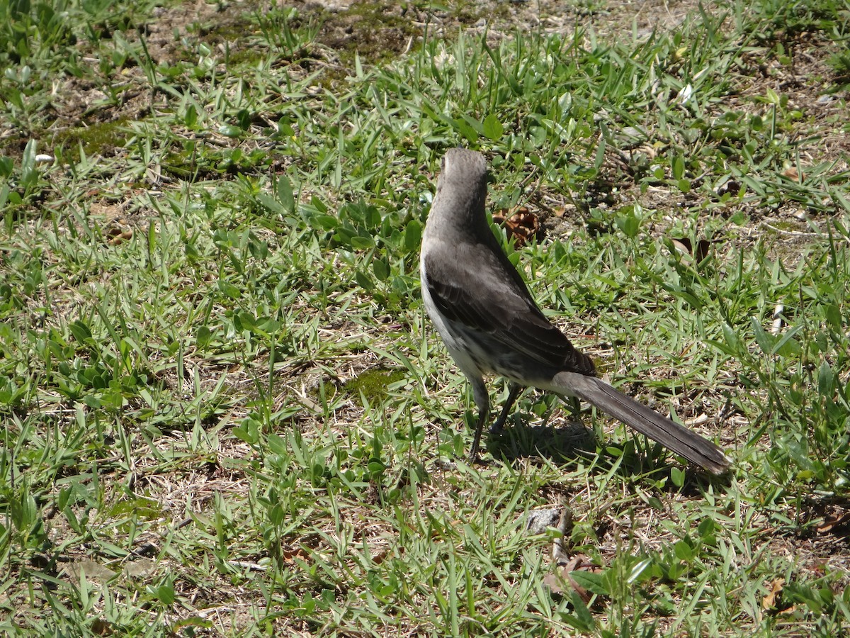 Tropical Mockingbird - ML642978246