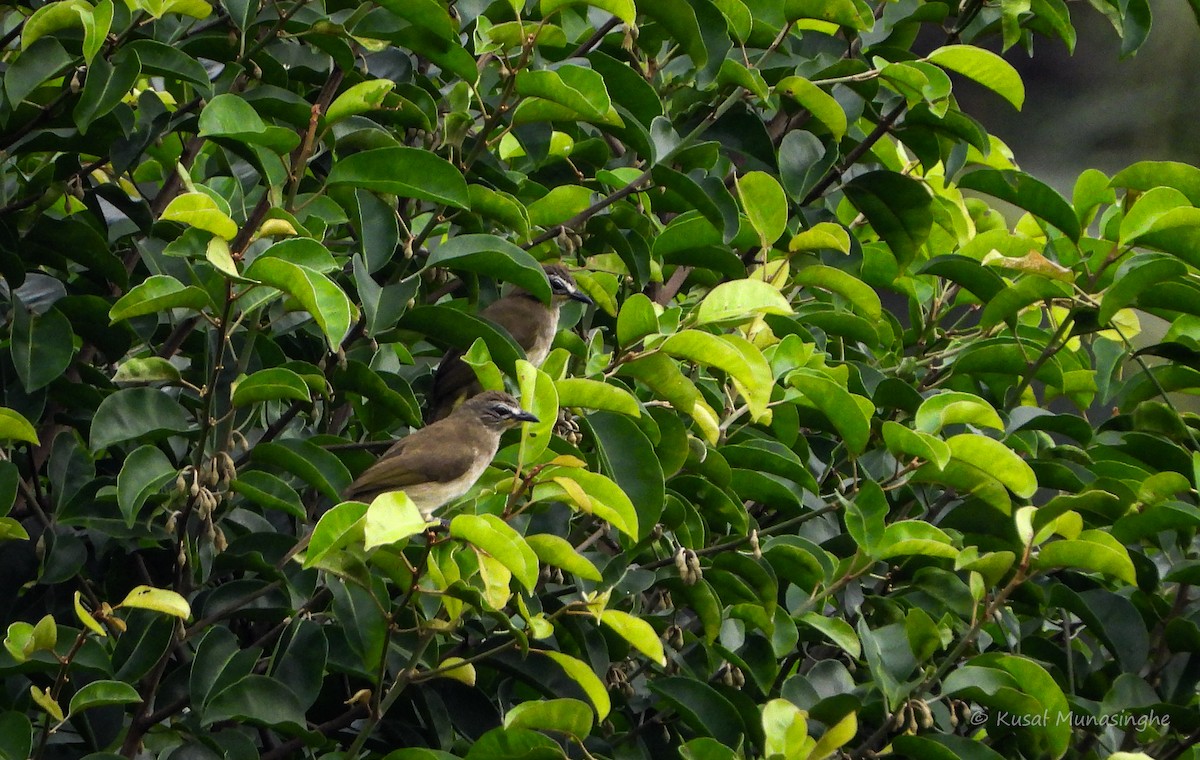 White-browed Bulbul - ML642978252