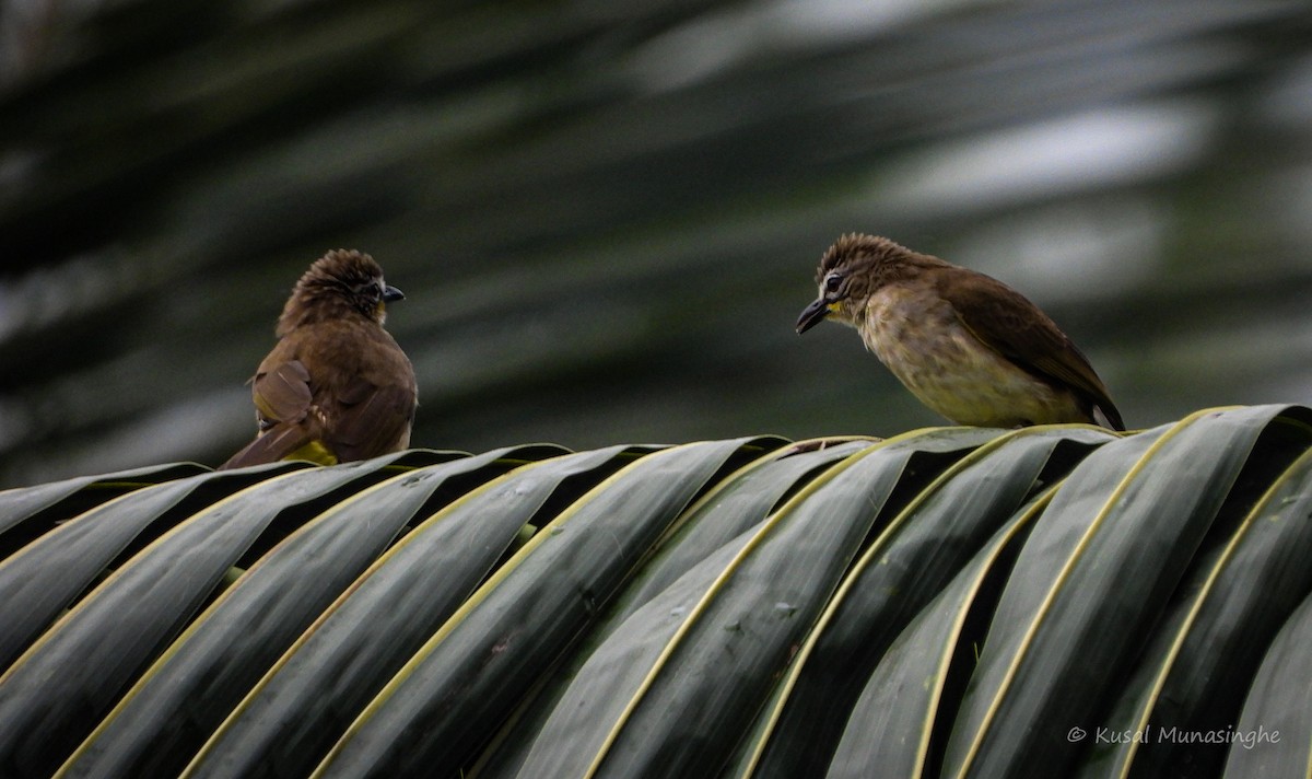 White-browed Bulbul - ML642978253