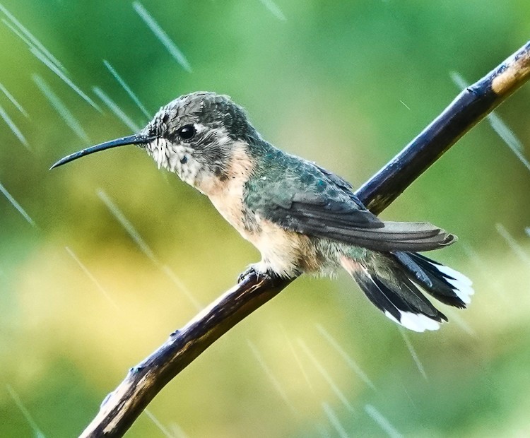 Peruvian Sheartail - ML642978254