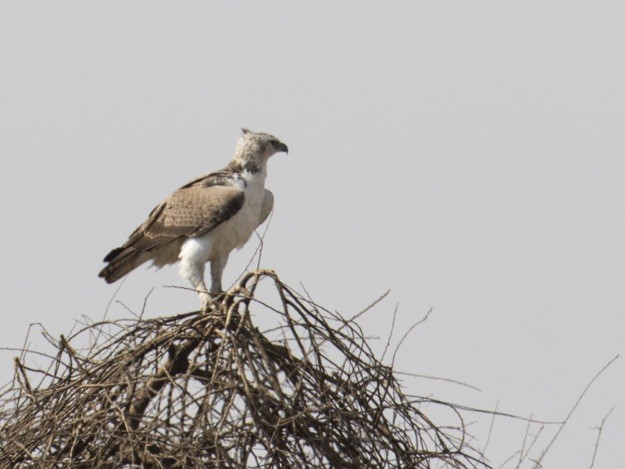 Martial Eagle - ML642978255
