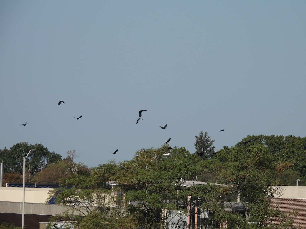 American Crow - ML642978256