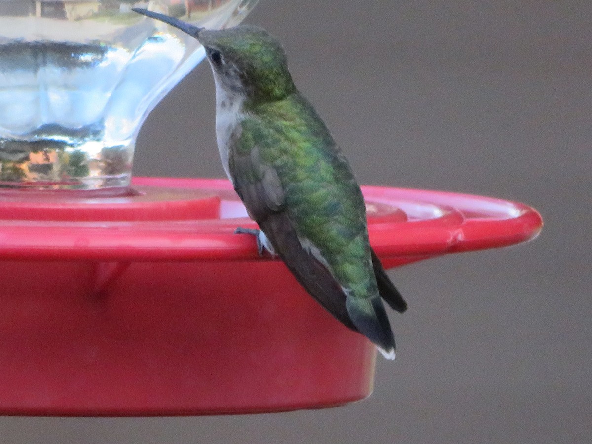 Ruby-throated Hummingbird - ML642978283