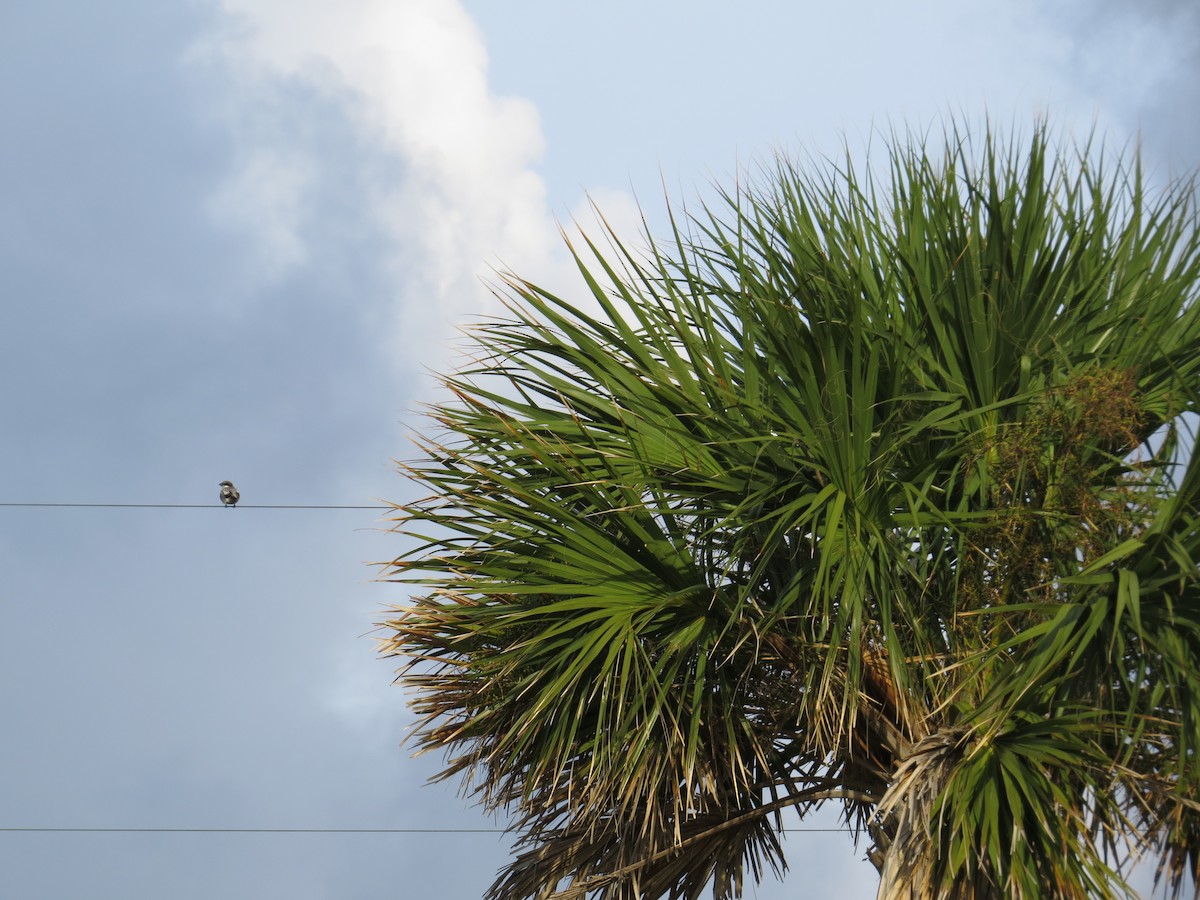 Loggerhead Shrike - ML642978293