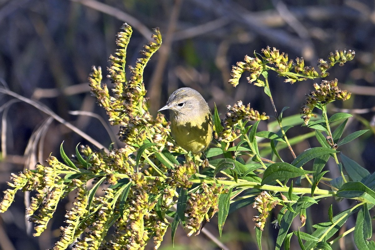 Orange-crowned Warbler - ML642978303