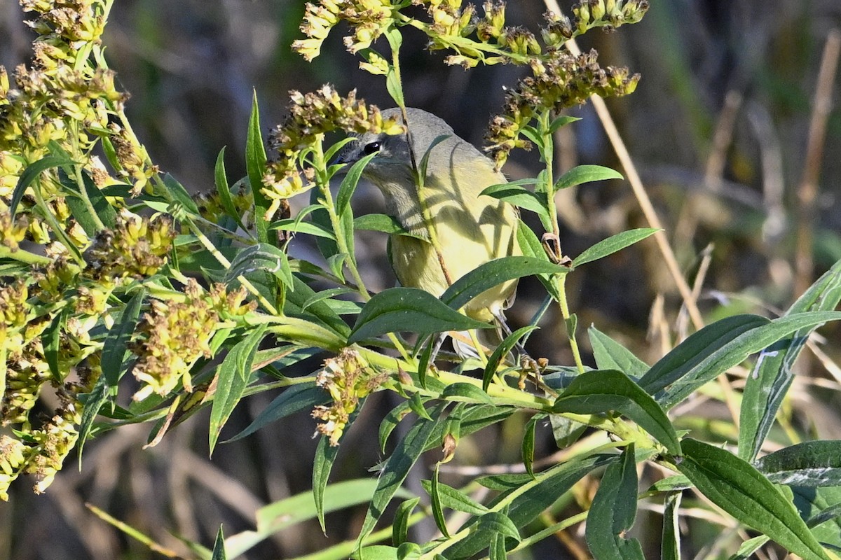 Orange-crowned Warbler - ML642978316