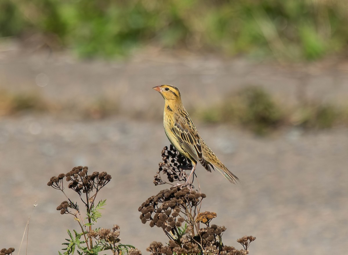 Bobolink - ML642978318