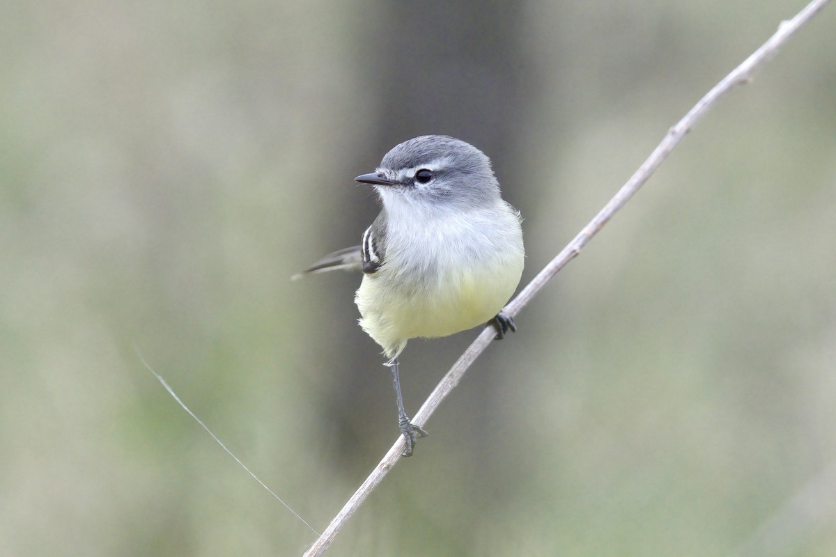 White-crested/Straneck's Tyrannulet - ML642978319