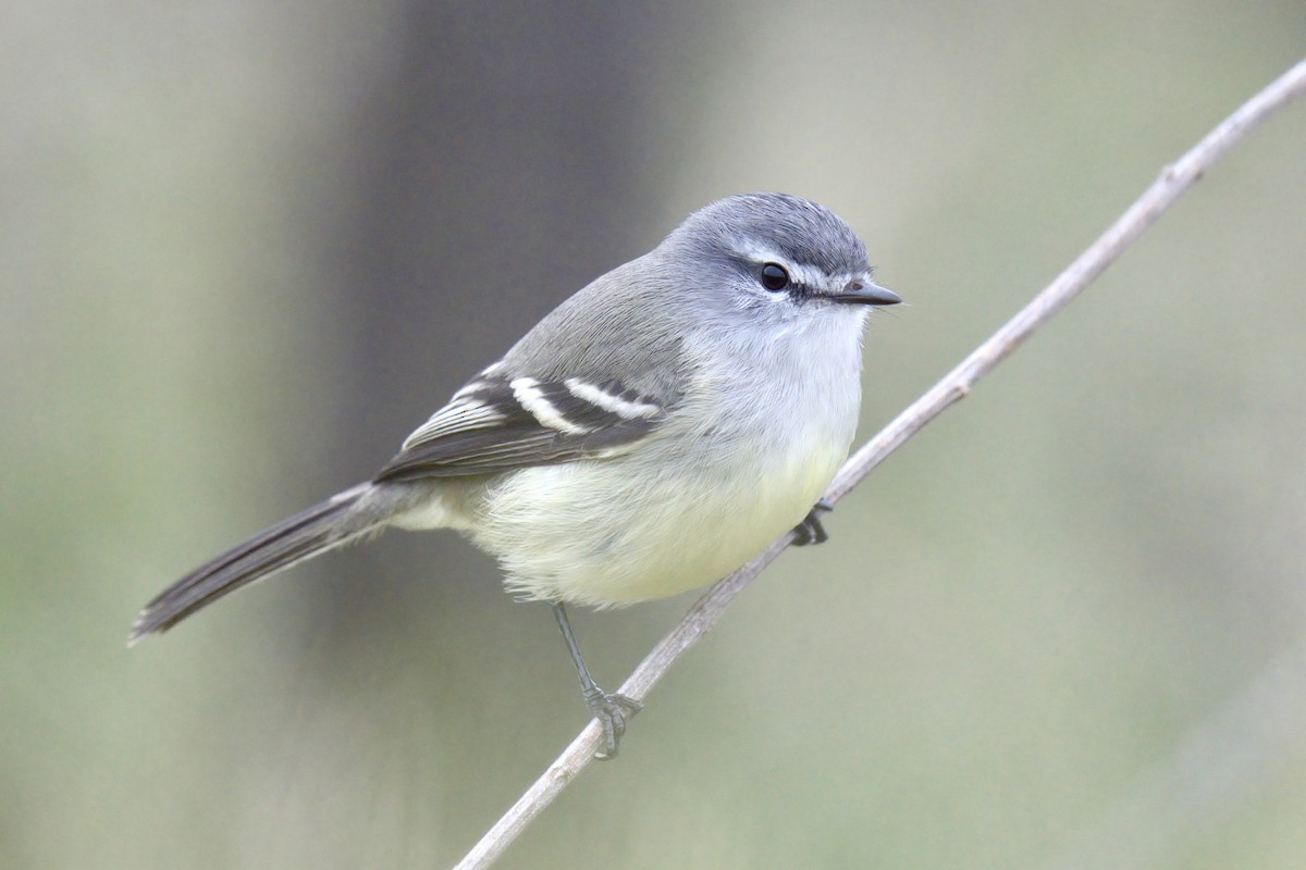 White-crested/Straneck's Tyrannulet - ML642978320
