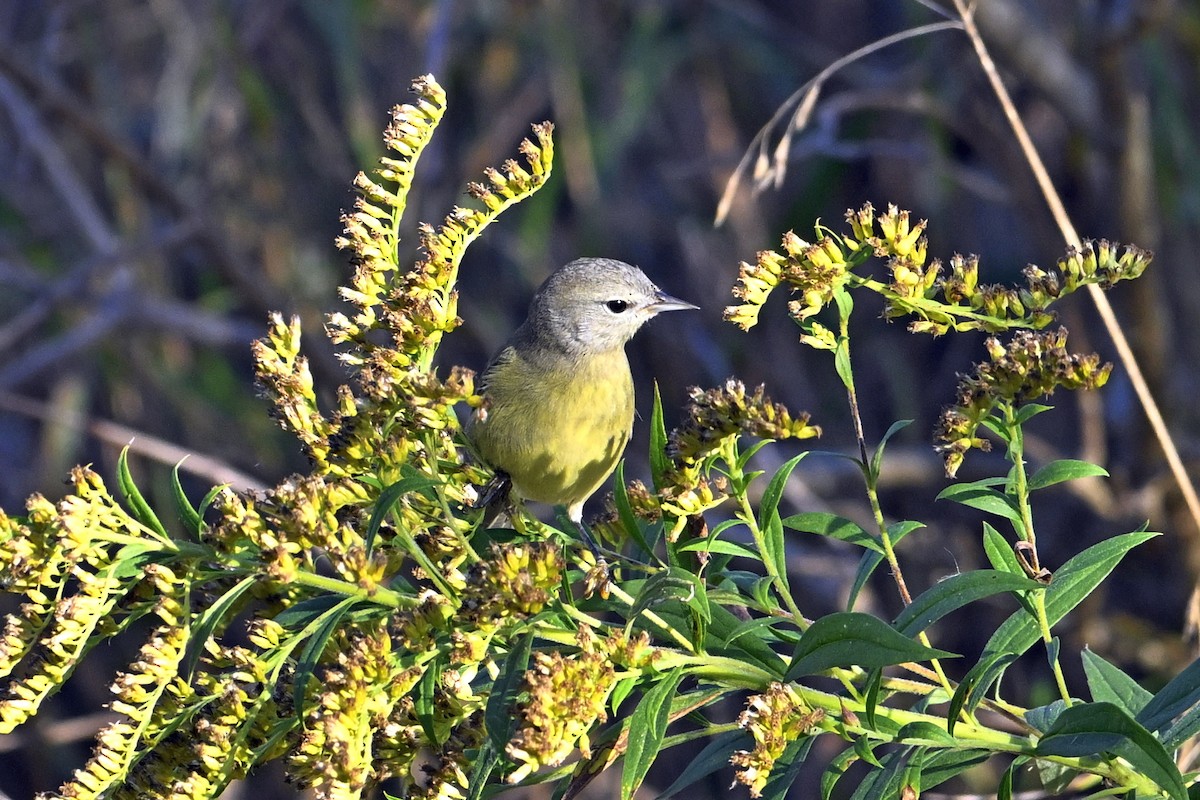 Orange-crowned Warbler - ML642978329