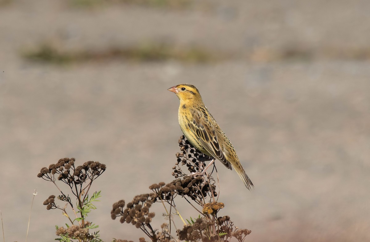 Bobolink - ML642978331
