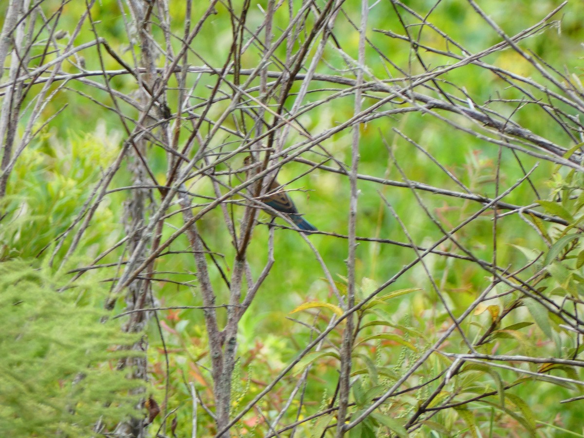 Indigo Bunting - ML642978333