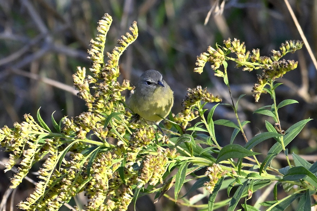 Orange-crowned Warbler - ML642978335
