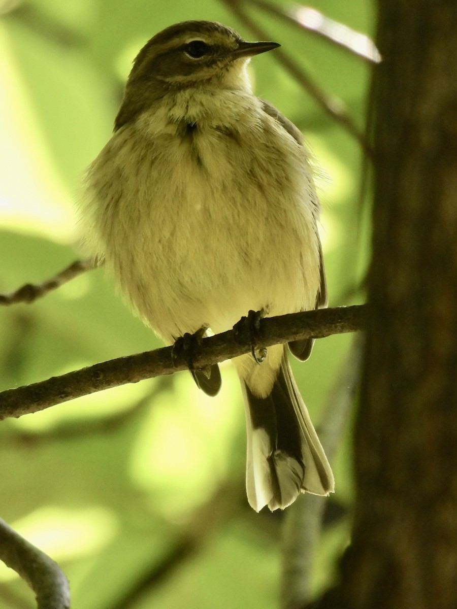 Palm Warbler - ML642978341