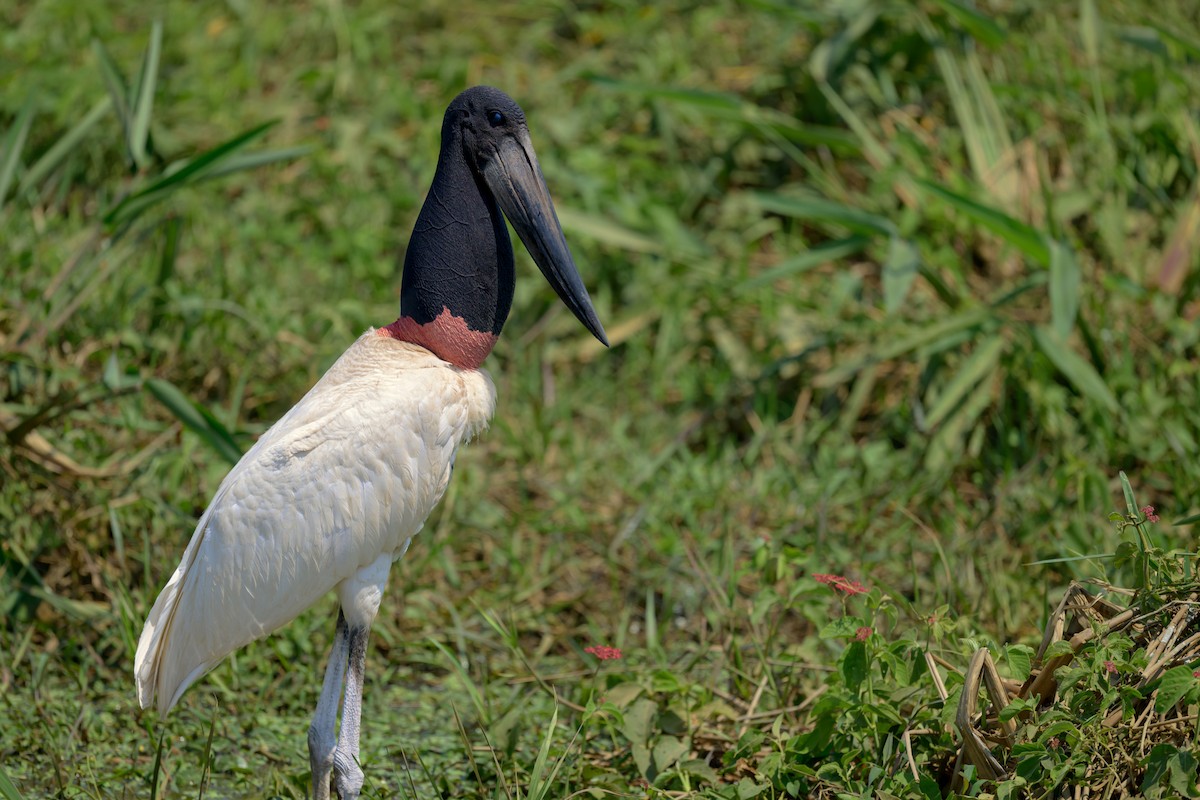 Jabiru - ML642978348