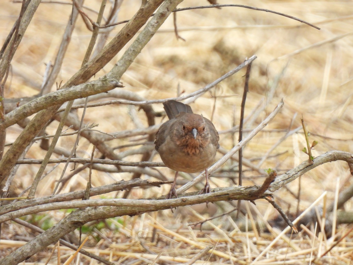 California Towhee - ML642978350