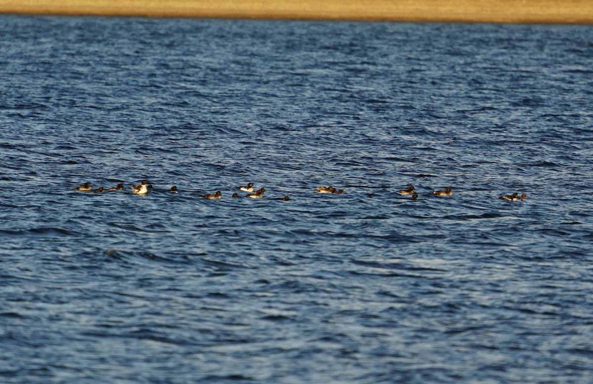 Barrow's Goldeneye - ML642978354
