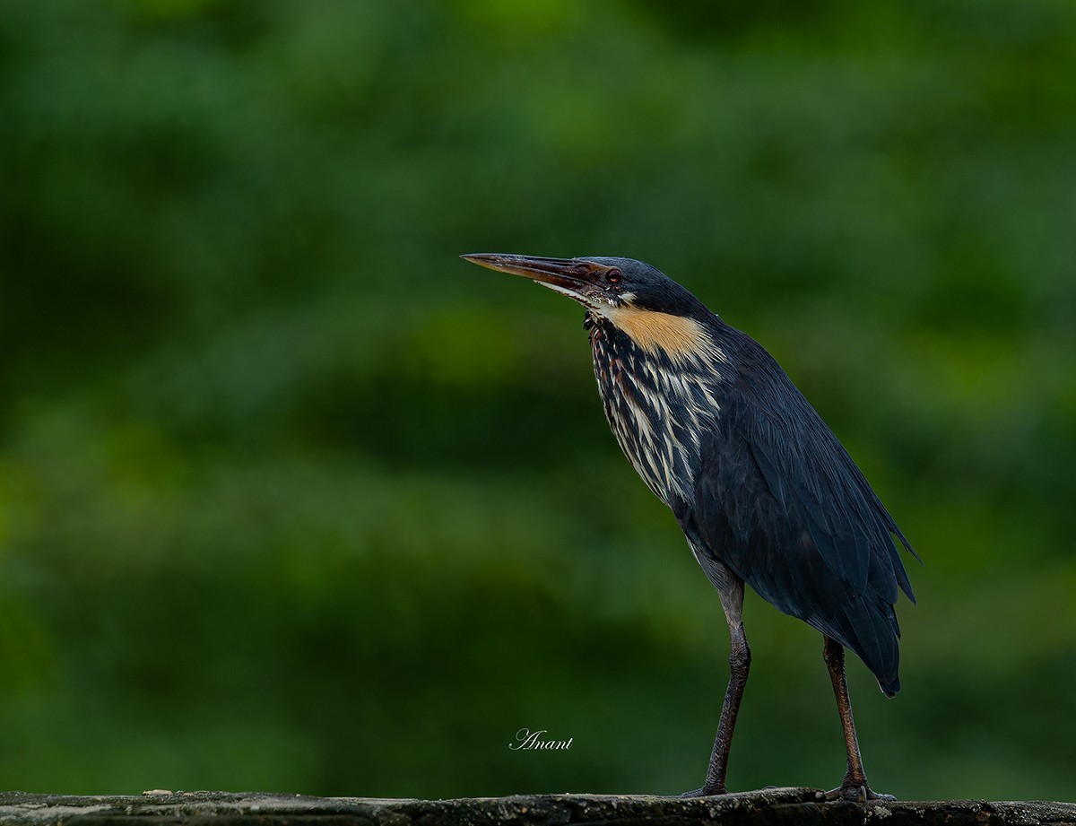 Black Bittern - ML642978356