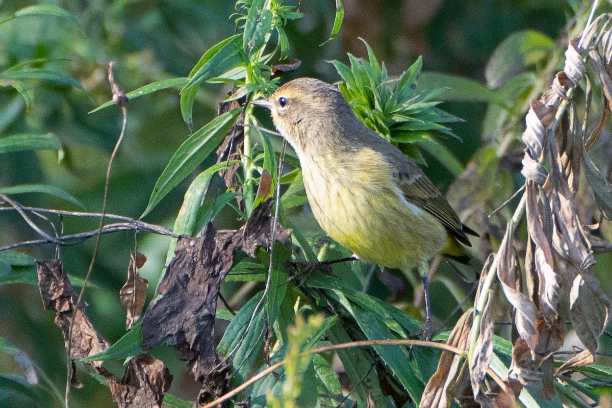 Paruline à couronne rousse - ML642978357